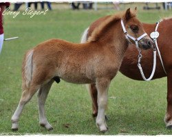 Springpferd Isaac aus dem Wendland (Shetland Pony, 2017, von Isidor PrH*)