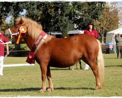 Pferd Nayeli aus dem Wendland PrSt*** (Shetland Pony, 2014, von Isidor PrH*)