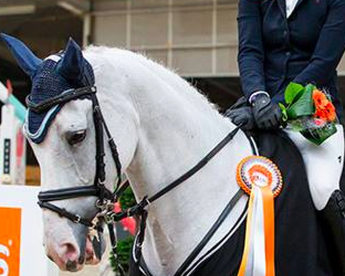 Springpferd Winchester (KWPN (Niederländisches Warmblut), 2003, von Guidam)