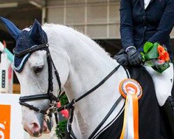 jumper Winchester (KWPN (Royal Dutch Sporthorse), 2003, from Guidam)