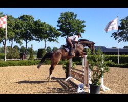 jumper Fiscus (KWPN (Royal Dutch Sporthorse), 2009, from Clinton)