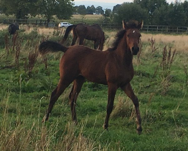 broodmare Sina (Arabian thoroughbred, 2017, from Amun El-Akim ox)