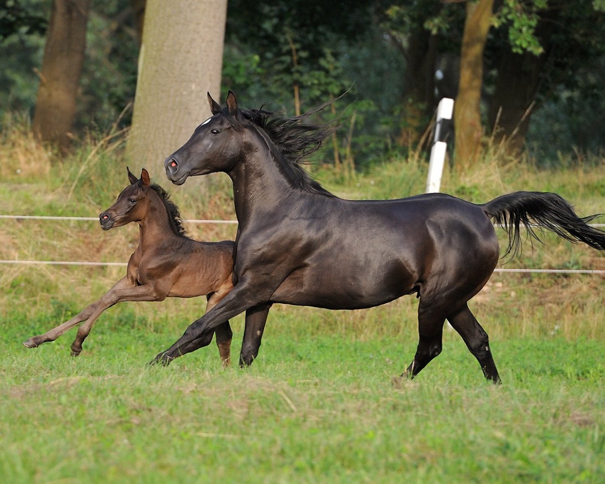 broodmare Sagira (Arabian purebred, 1997, from Shaikeel EAO)