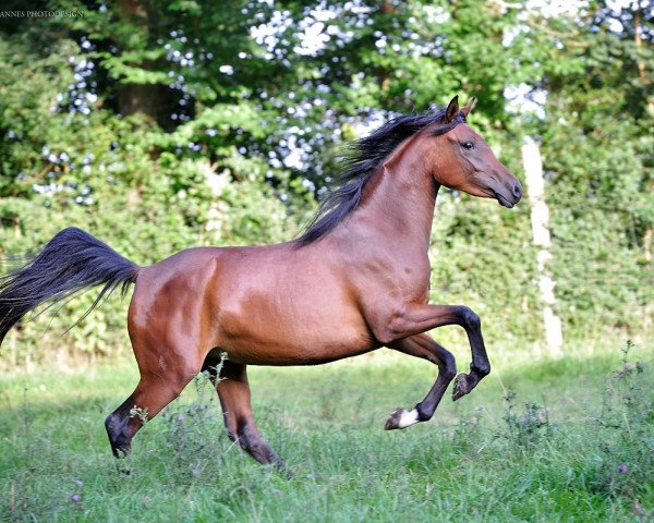 broodmare Neesahn`s Naizah (Anglo-Arabs, 2012, from Neesahn AA)