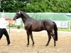 stallion Kara ben Nemsi (Trakehner, 2015, from Luxor)