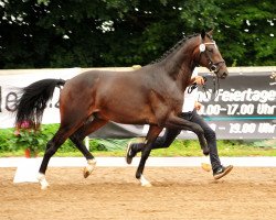 Deckhengst Goldwert (Trakehner, 2015, von Le Rouge 7)