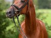 dressage horse Surprise (Trakehner, 2015, from Le Rouge 7)