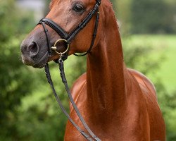 dressage horse Surprise (Trakehner, 2015, from Le Rouge 7)