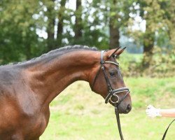 Pferd Bellitus (Trakehner, 2015, von Impetus)