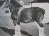 stallion Craigie Commodore (Clydesdale, 1947, from Craigie Supreme Commander)