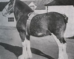 stallion Craigie Commodore (Clydesdale, 1947, from Craigie Supreme Commander)