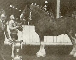 stallion Doura Royal Scot (Clydesdale, 1976, from Doura Excelsior)