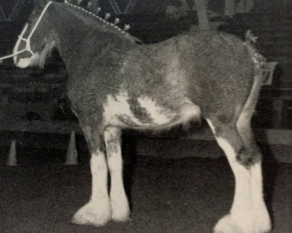 Zuchtstute Royal Candy Floss (Clydesdale, 1982, von Doura Royal Scot)