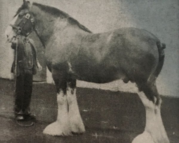 stallion Doura Perfection (Clydesdale, 1955, from Golden Dawn)