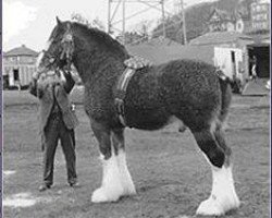 stallion Ayton Perfection (Clydesdale, 1978, from Ayton Supreme)