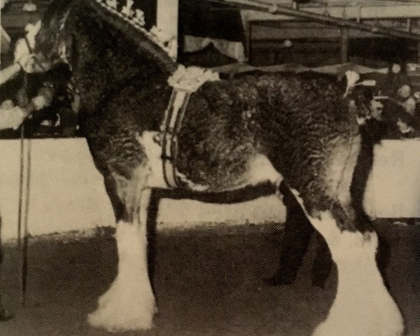 Deckhengst Ayton Final Command (Clydesdale, 1988, von Ayton Perfection)