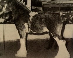 Deckhengst Ayton Final Command (Clydesdale, 1988, von Ayton Perfection)