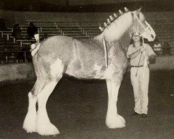 Zuchtstute Westedge Flicka (Clydesdale, 1995, von Ayton Final Command)