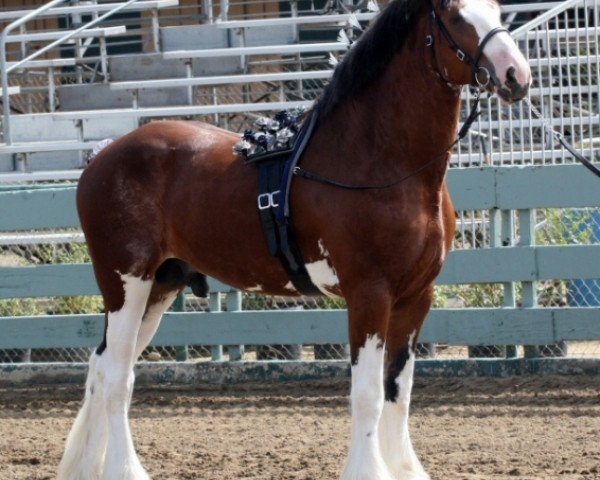 horse 2S Above All's Superb Infatuation (Clydesdale, 2009, from Doura Above All)