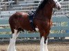 horse 2S Above All's Superb Infatuation (Clydesdale, 2009, from Doura Above All)