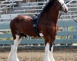 Pferd 2S Above All's Superb Infatuation (Clydesdale, 2009, von Doura Above All)