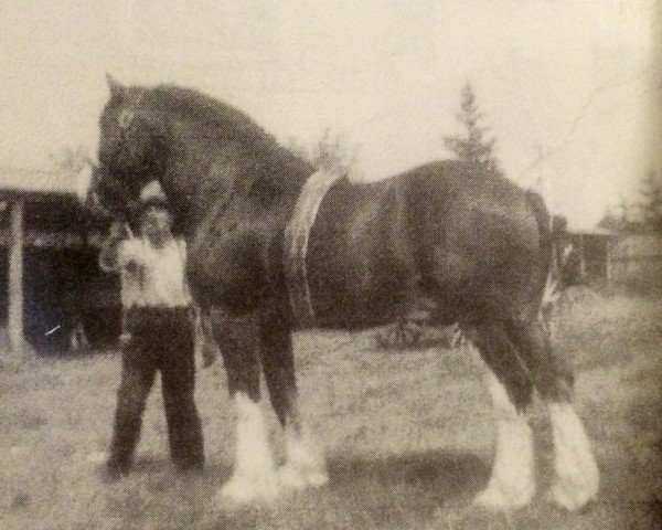 stallion Croydon Tide (Clydesdale, 1938, from Muirton Tide)