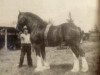 stallion Croydon Tide (Clydesdale, 1938, from Muirton Tide)