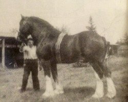 Deckhengst Croydon Tide (Clydesdale, 1938, von Muirton Tide)