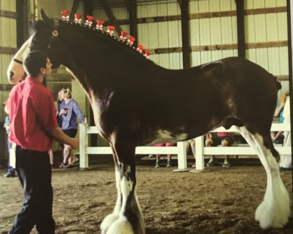 stallion 2S Above All's Kaptain Kade (Clydesdale, 2011, from Doura Above All)