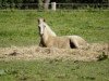 dressage horse Rheingold's Mirabell (German Riding Pony, 2017, from Rheingold)