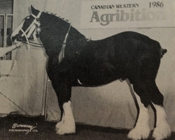 stallion ETF Chieftain Perfection (Clydesdale, 1983, from Contentment's Gunsmoke)