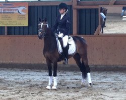 dressage horse Kaiser's Junior (German Riding Pony, 2014, from Kaiser Bonaparte WE)