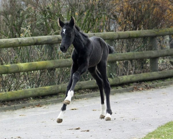 broodmare Donna Negra 11 (Hanoverian, 2013, from Don Index)