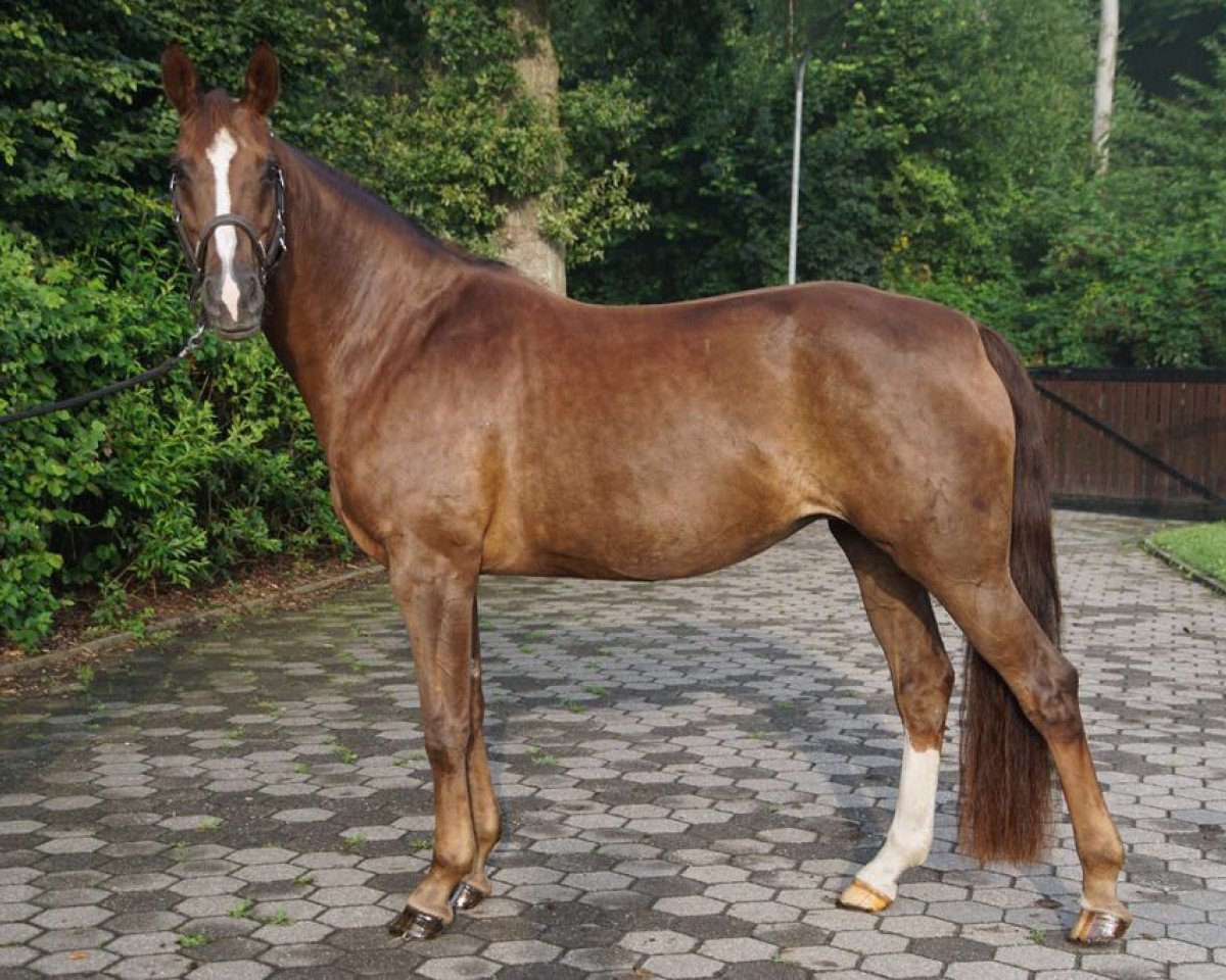 Zuchtstute Bambina R (Hannoveraner, 2007, von Belissimo NRW)
