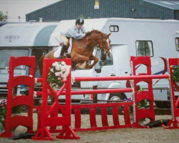 stallion Kwaliteit (Nederlands Rijpaarden en Pony, 1999, from Kanshebber)