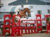 stallion Kwaliteit (Nederlands Rijpaarden en Pony, 1999, from Kanshebber)