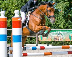 horse Falcon (New Forest Pony, 2012, from Hoppenhof’s Tycko)