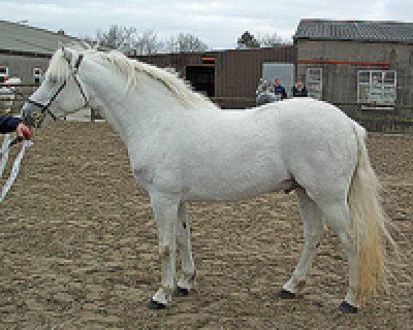 Deckhengst True Commotion (Connemara-Pony, 2002, von Lærkens Cascade Dawn)