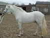 stallion True Commotion (Connemara Pony, 2002, from Lærkens Cascade Dawn)