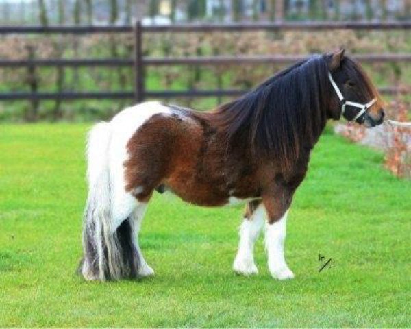stallion Vanity van de Buxushof (Shetland Pony, 2004, from Brevet van Spuitjesdom)