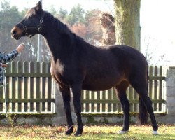 broodmare Marcella (Oldenburg, 1998, from Matador II 53 FIN)