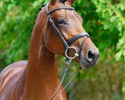 jumper Minzfürst (Trakehner, 2015, from Heops)