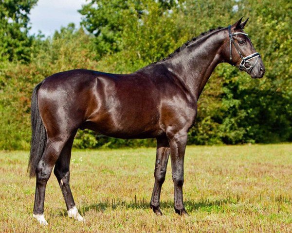 stallion Bourani (Trakehner, 2015, from Fairmont Hill (ex Fliederglanz))