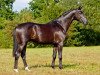 stallion Bourani (Trakehner, 2015, from Fairmont Hill (ex Fliederglanz))