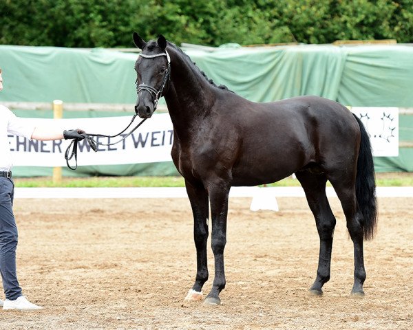 stallion Hulapalu (Trakehner, 2015, from Fairmont Hill (ex Fliederglanz))