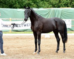 Deckhengst Hulapalu (Trakehner, 2015, von Fairmont Hill (ex Fliederglanz))