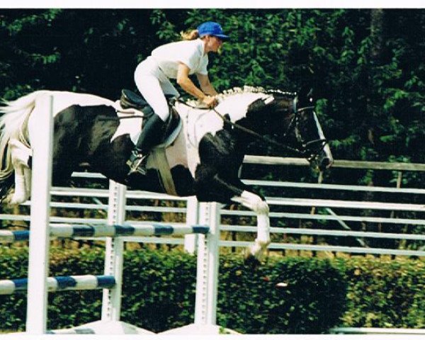 stallion Chromico (Pinto / Hunter, 1987, from Chromatic xx)