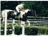 stallion Chromico (Pinto / Hunter, 1987, from Chromatic xx)