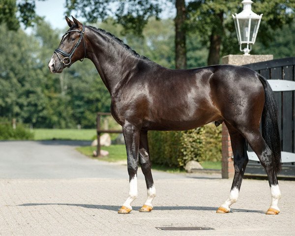 stallion Sir Picasso (Trakehner, 2015, from Distelzar)