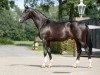 stallion Sir Picasso (Trakehner, 2015, from Distelzar)